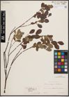 Foto von Salix herbacea L. x Salix phylicifolia L. x Salix polaris Wahlenb.